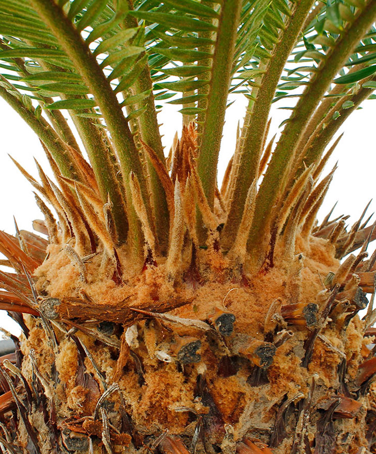 Cycas stam Cycas stam