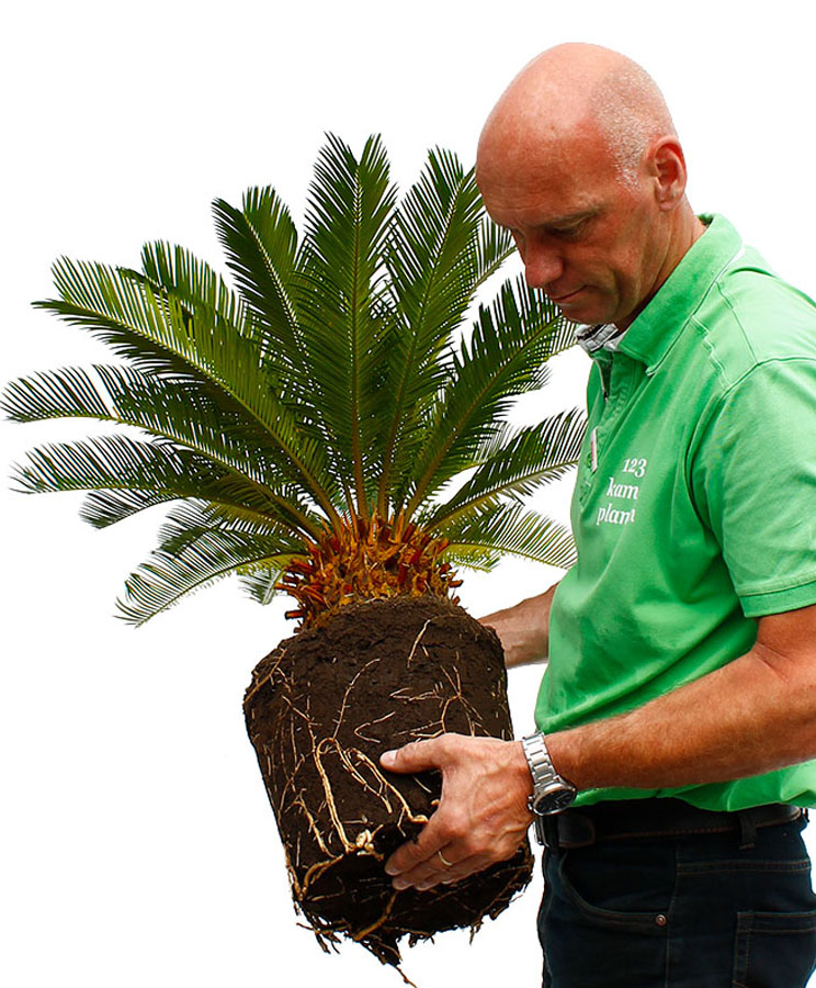 Cycas verpotten Cycas verpotten