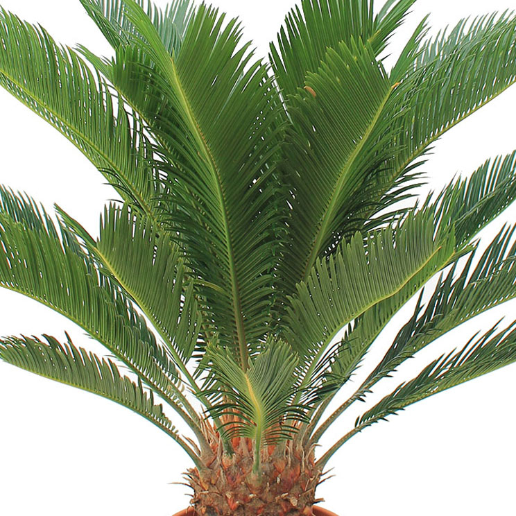 Cycas verzorging Cycas verzorging