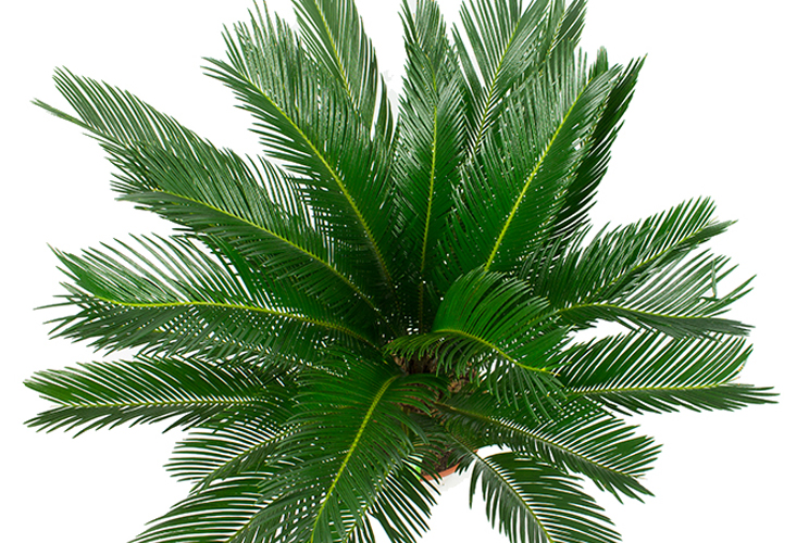 Cycas van bovenaf Cycas van bovenaf