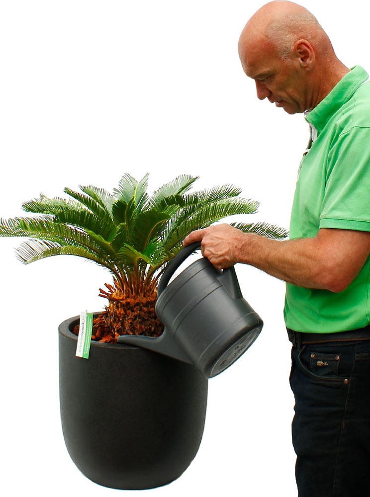 Cycas water geven Cycas water geven