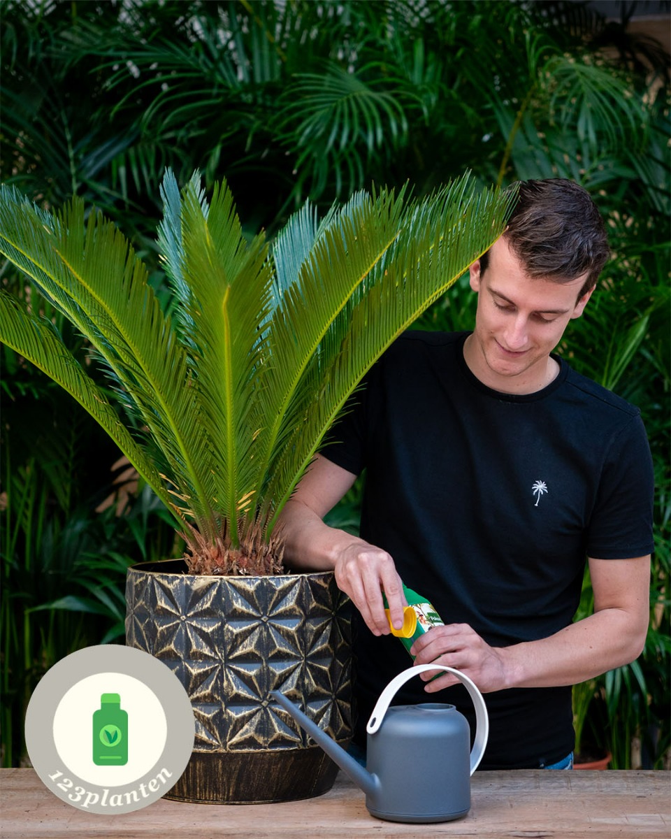 Cycas bladeren