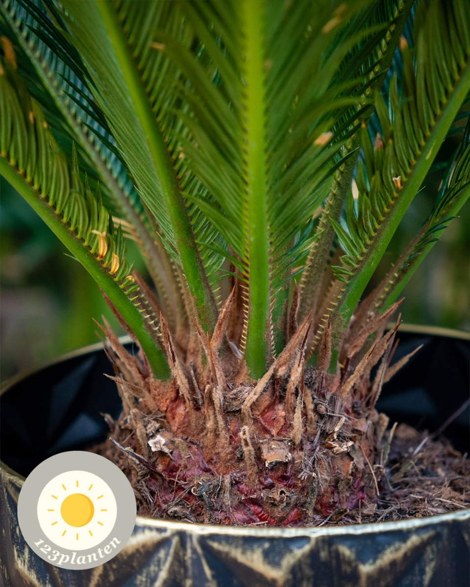 Cycas nieuw blad