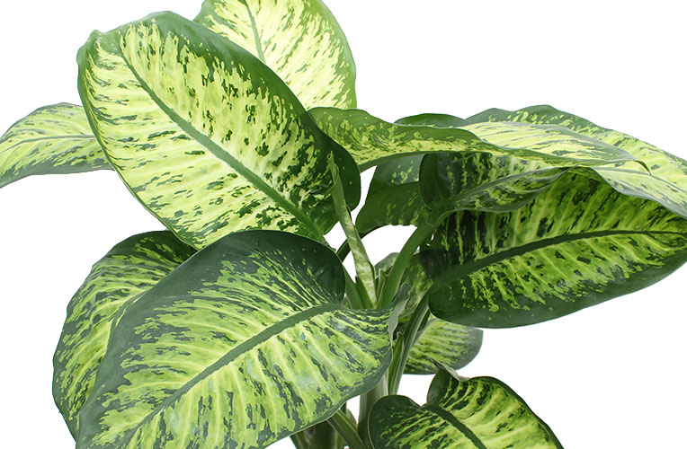 Dieffenbachia jong blad Dieffenbachia jong blad