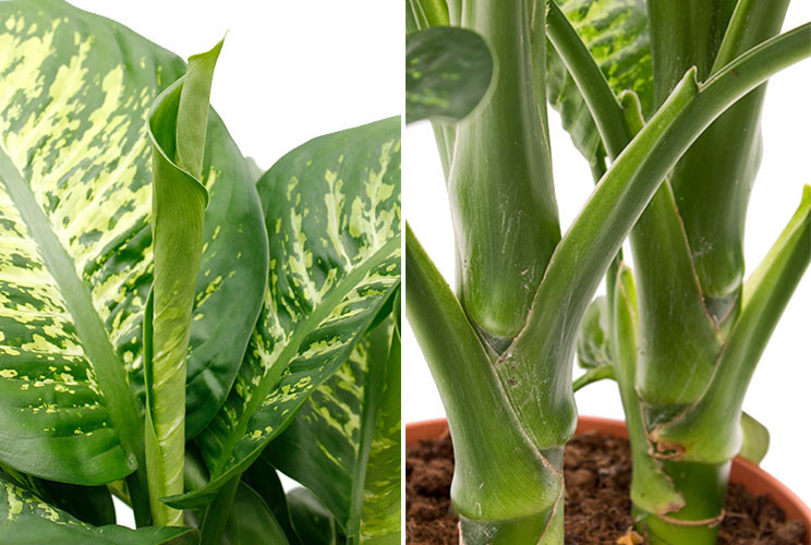 Dieffenbachia stam en bladeren Dieffenbachia stam en bladeren