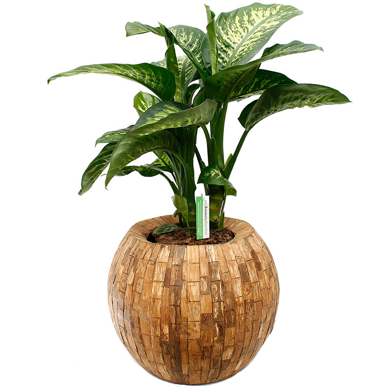 Dieffenbachia in pot Dieffenbachia in pot