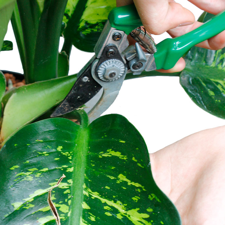 Dieffenbachia snoeien Dieffenbachia snoeien