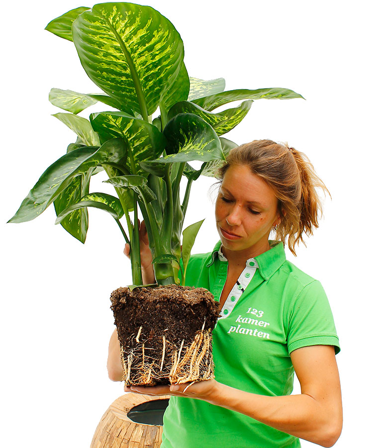 Dieffenbachia verpotten Dieffenbachia verpotten