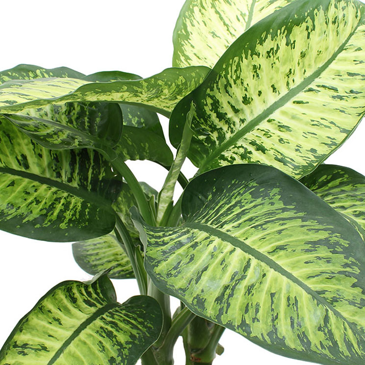 Dieffenbachia bruine bladeren