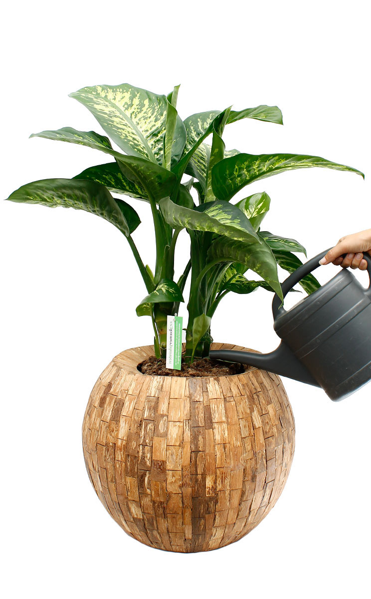 Dieffenbachia water geven Dieffenbachia water geven