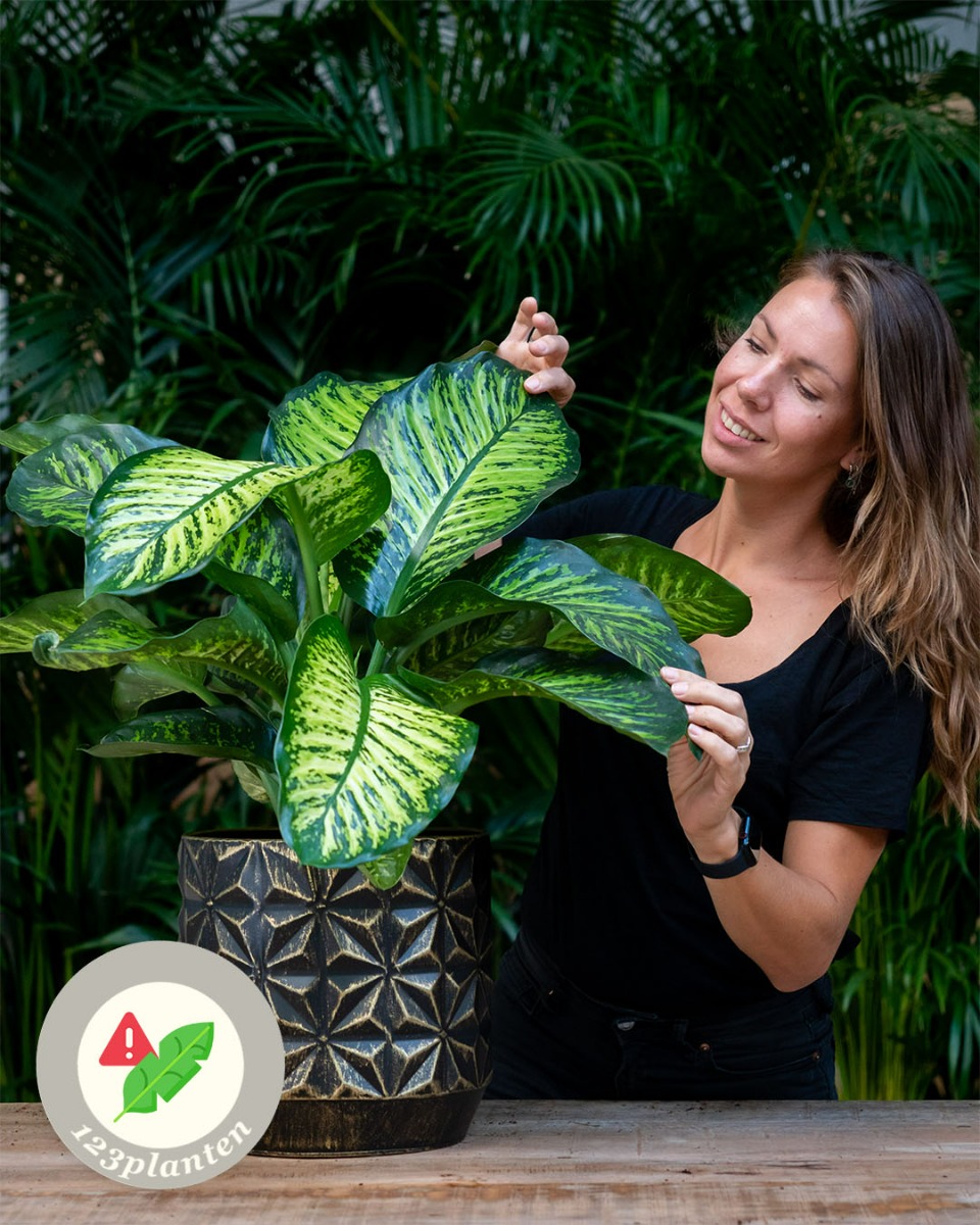 Dieffenbachia verzorging tips & informatie -