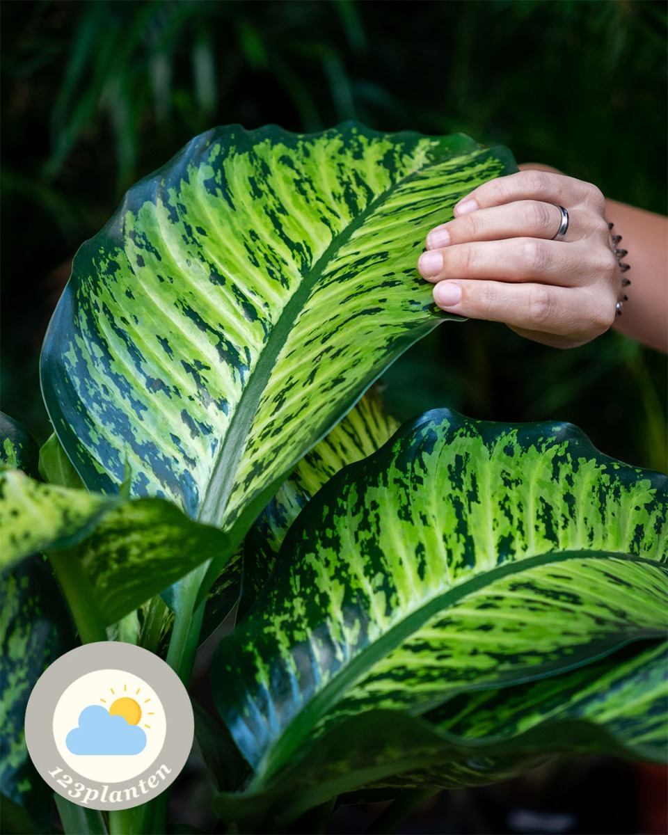 Dieffenbachia stam en bladeren