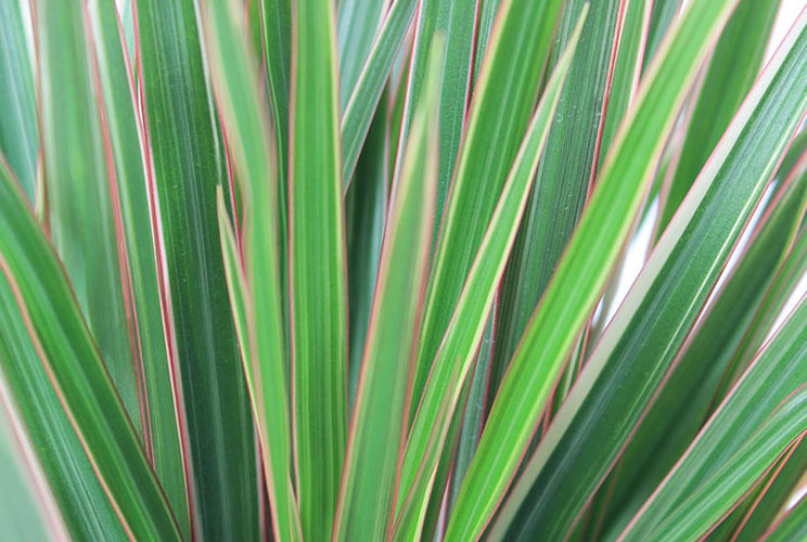 Dracaena bladeren Dracaena bladeren