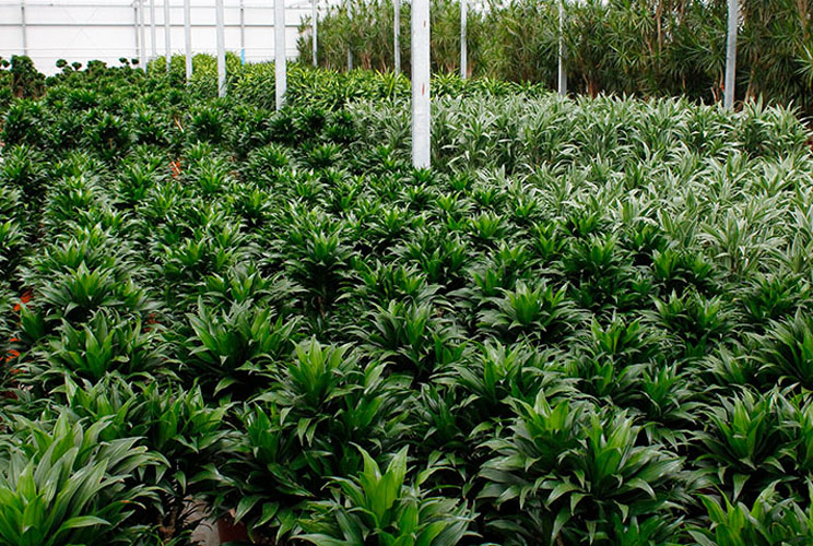 Dracaena in de kwekerij Dracaena in de kwekerij