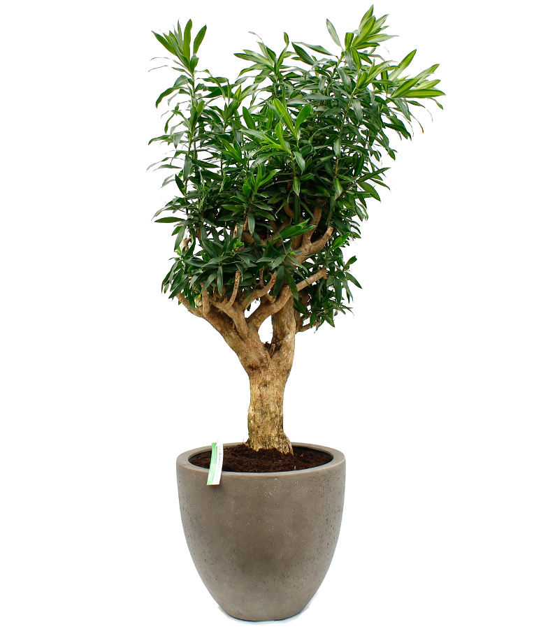 Dracaena in pot Dracaena in pot