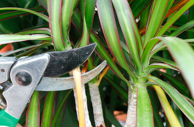 Dracaena snoeien en knippen Dracaena snoeien en knippen
