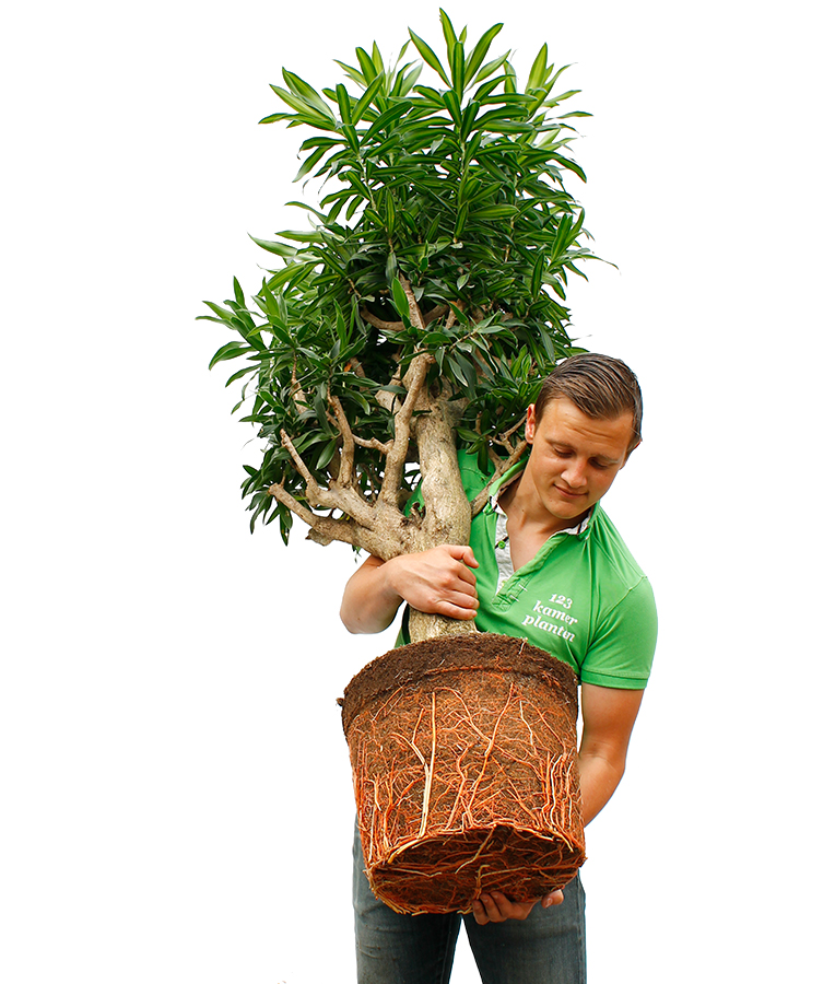 Dracaena verpotten Dracaena verpotten