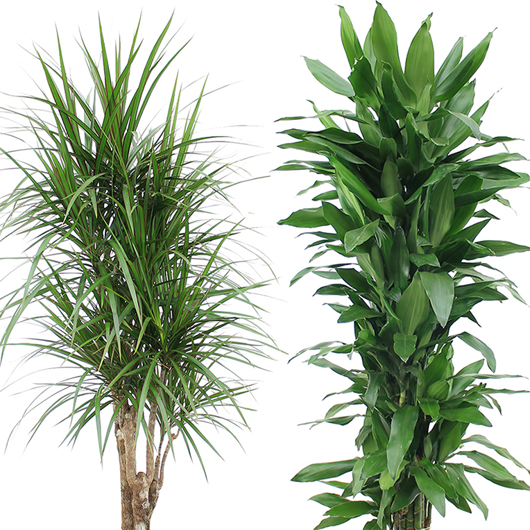 Dracaena bodem af en toe droog Dracaena bodem af en toe droog
