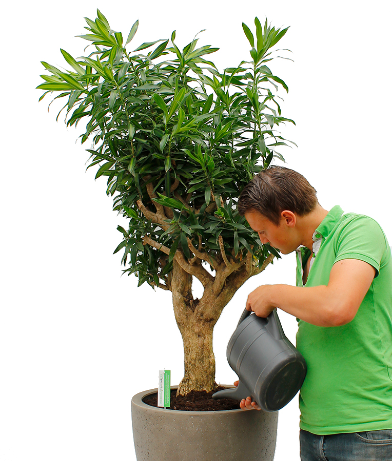 Dracaena water geven Dracaena water geven