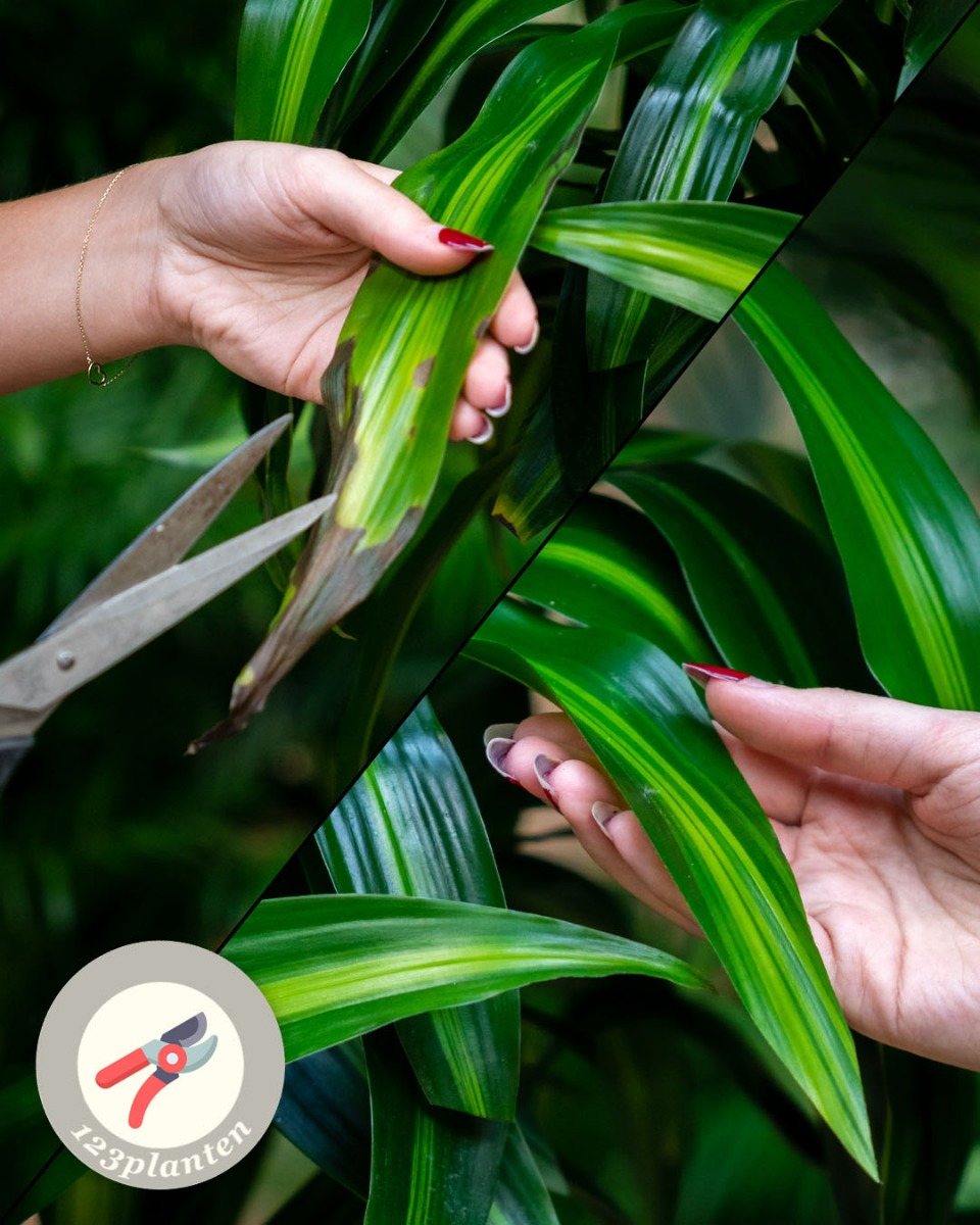 Dracaena snoeien en knippen