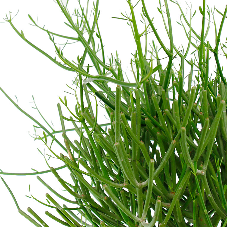 Euphorbia Tirucalli potloodplant