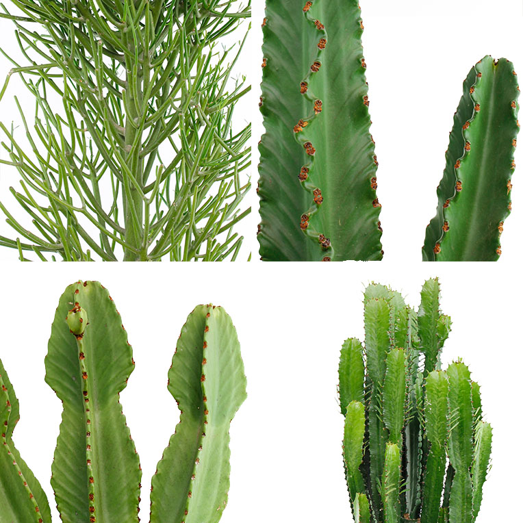Euphorbia verzorging tips Euphorbia verzorging tips