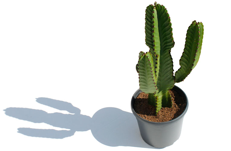 Euphorbia in de zon