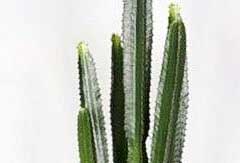 Euphorbia Acruensis Euphorbia Acruensis