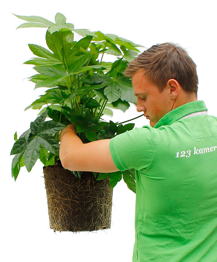 Fatsia verpotten