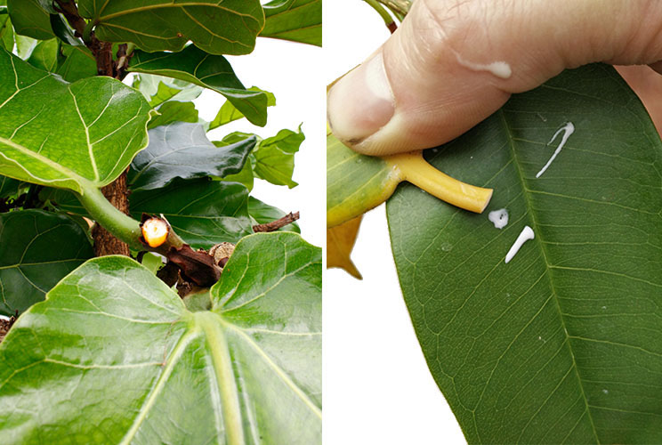 Ficus snoeien Ficus snoeien