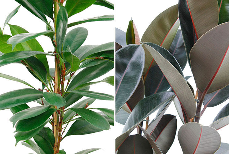 Ficus bladeren Ficus bladeren