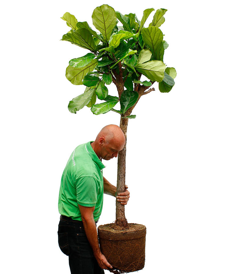 Ficus verpotten Ficus verpotten