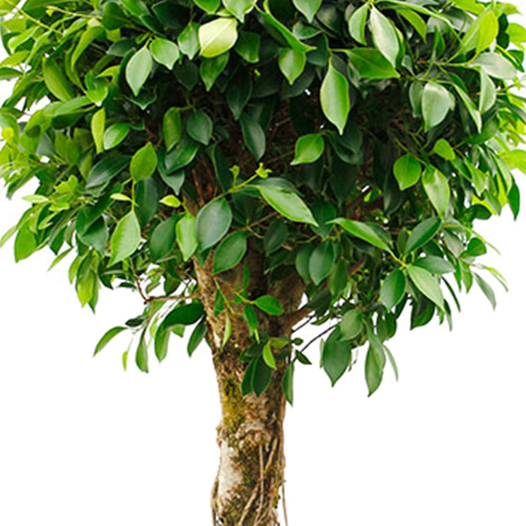 Ficus bodem vochtig Ficus bodem vochtig