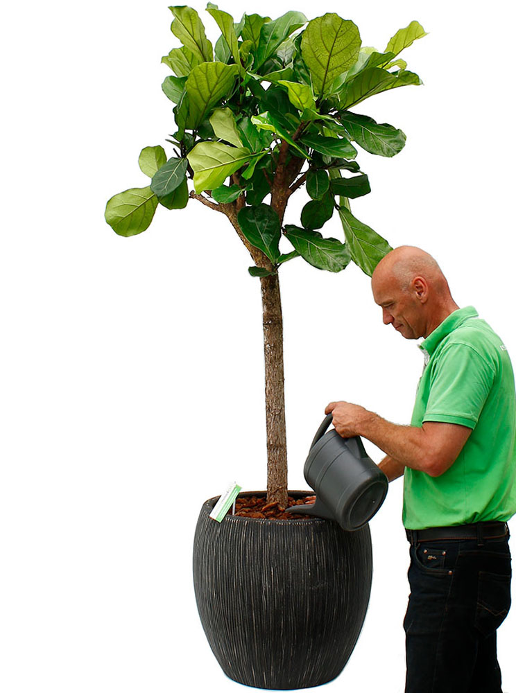 Ficus water geven Ficus water geven