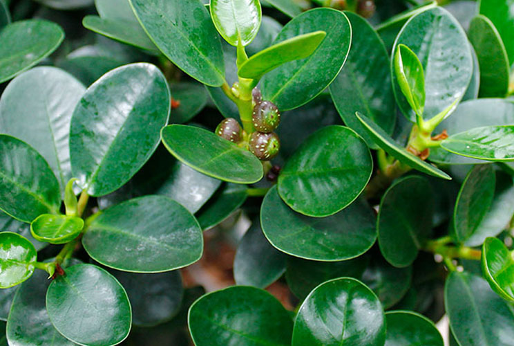 Ficus met vijgen Ficus met vijgen
