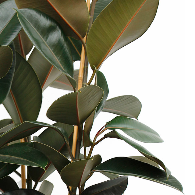 Ficus Robusta kopen