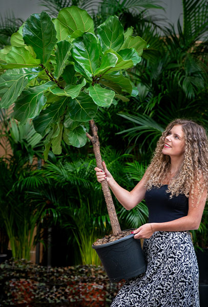 Snelgroeiende Ficus verpotten 