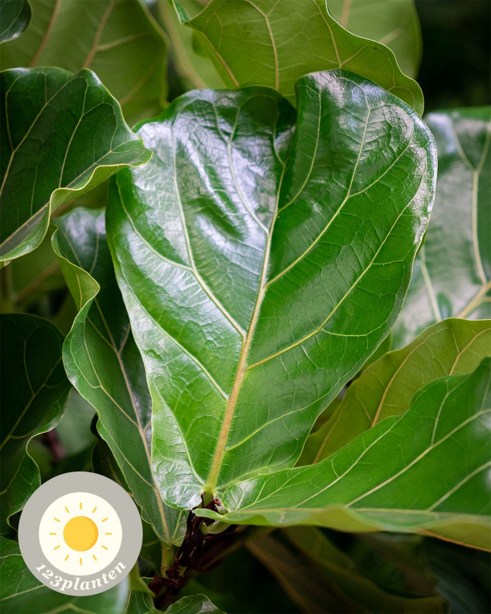 Grote Ficus Microcarpa