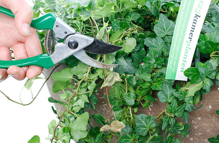 Hedera onderhoud Hedera onderhoud