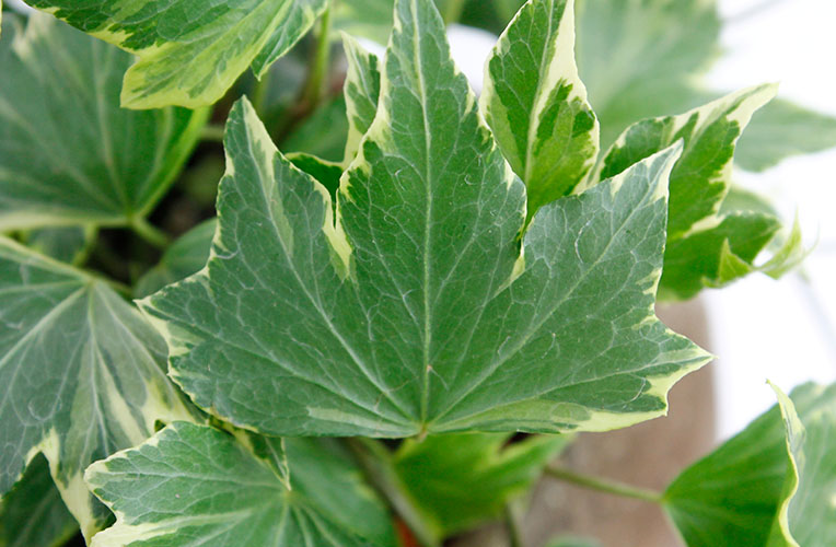 Hedera hangplant blad