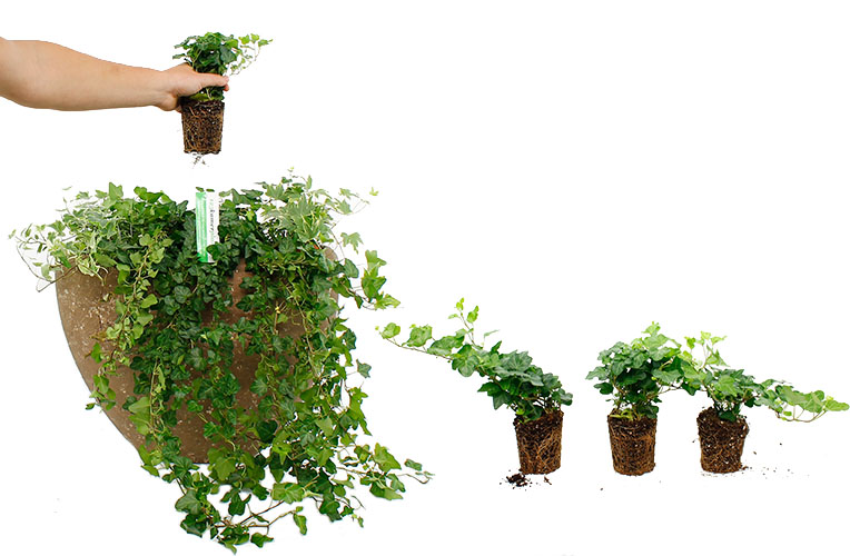 Hedera verpotten Hedera verpotten