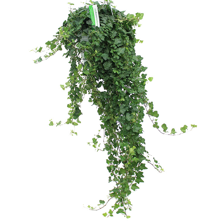 Hedera verzorging Hedera verzorging