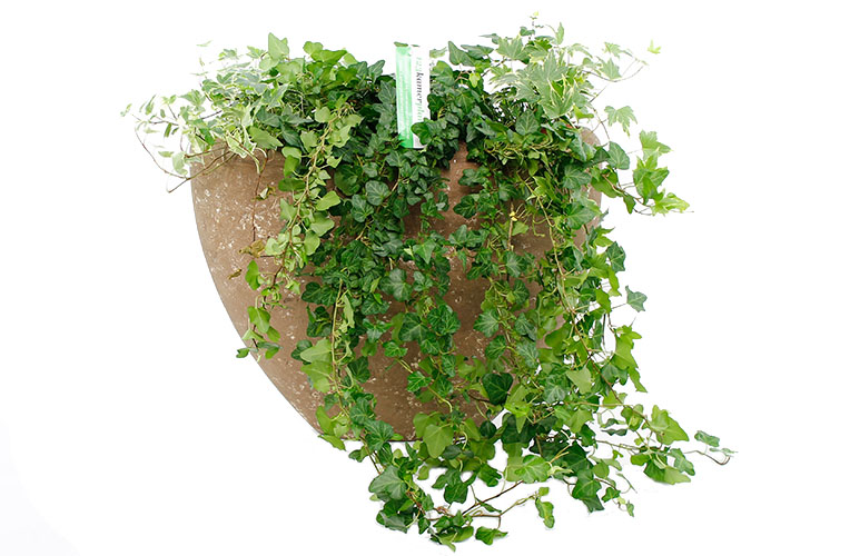Hedera in pot Hedera in pot