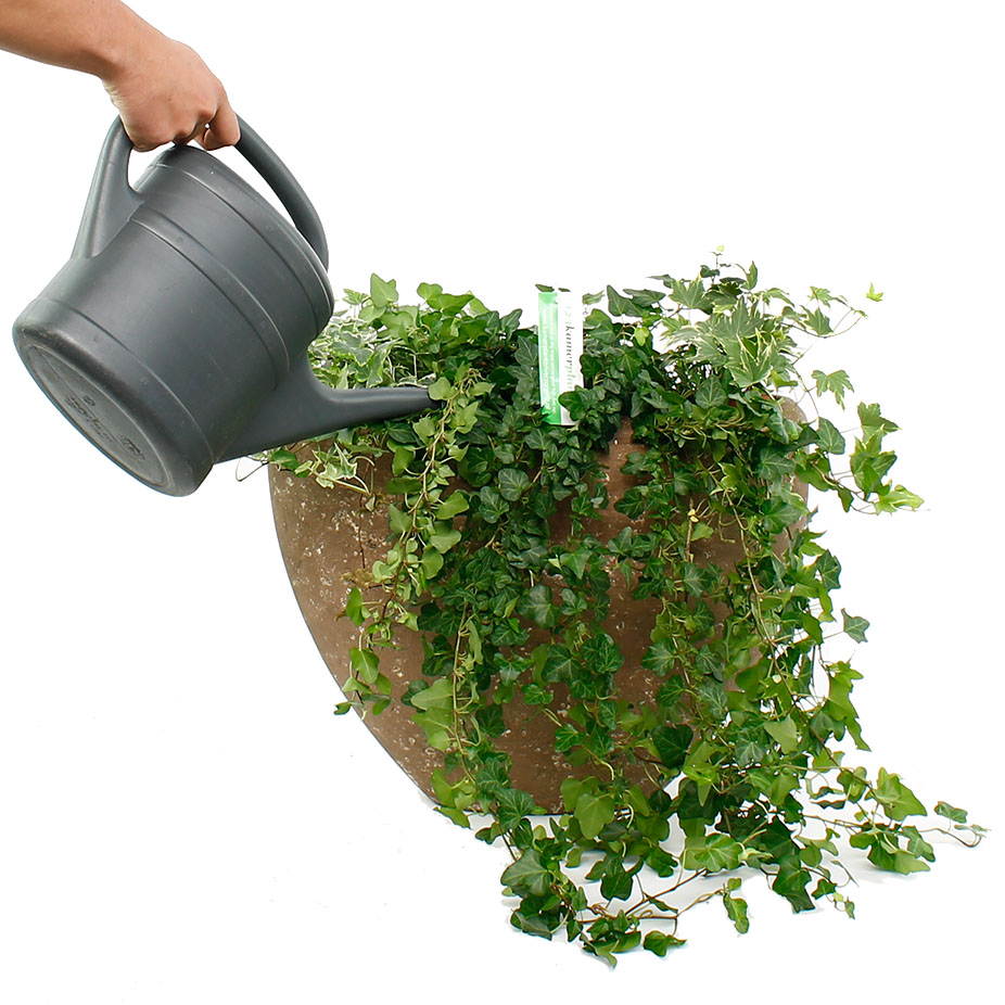 Hedera water geven Hedera water geven