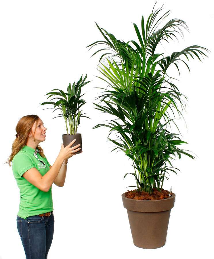 Kleine Kentia, Grote Kentia Kleine Kentia, Grote Kentia