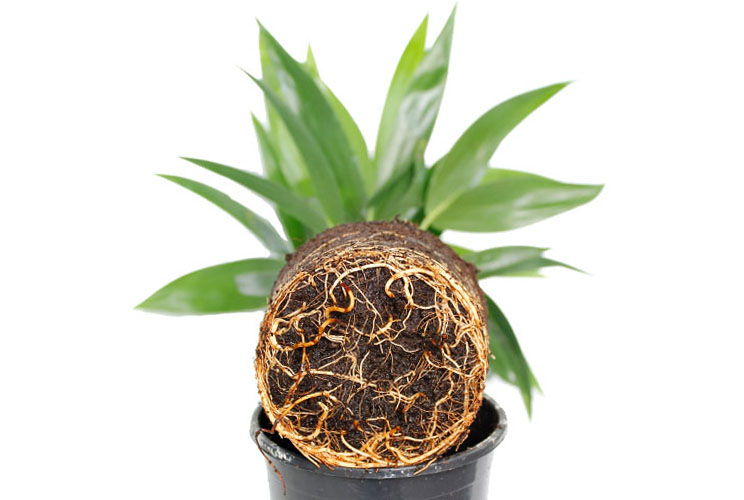Kentia kluit Kentia kluit