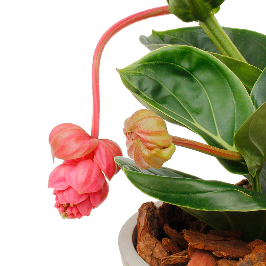 Hangende bloem Medinilla 