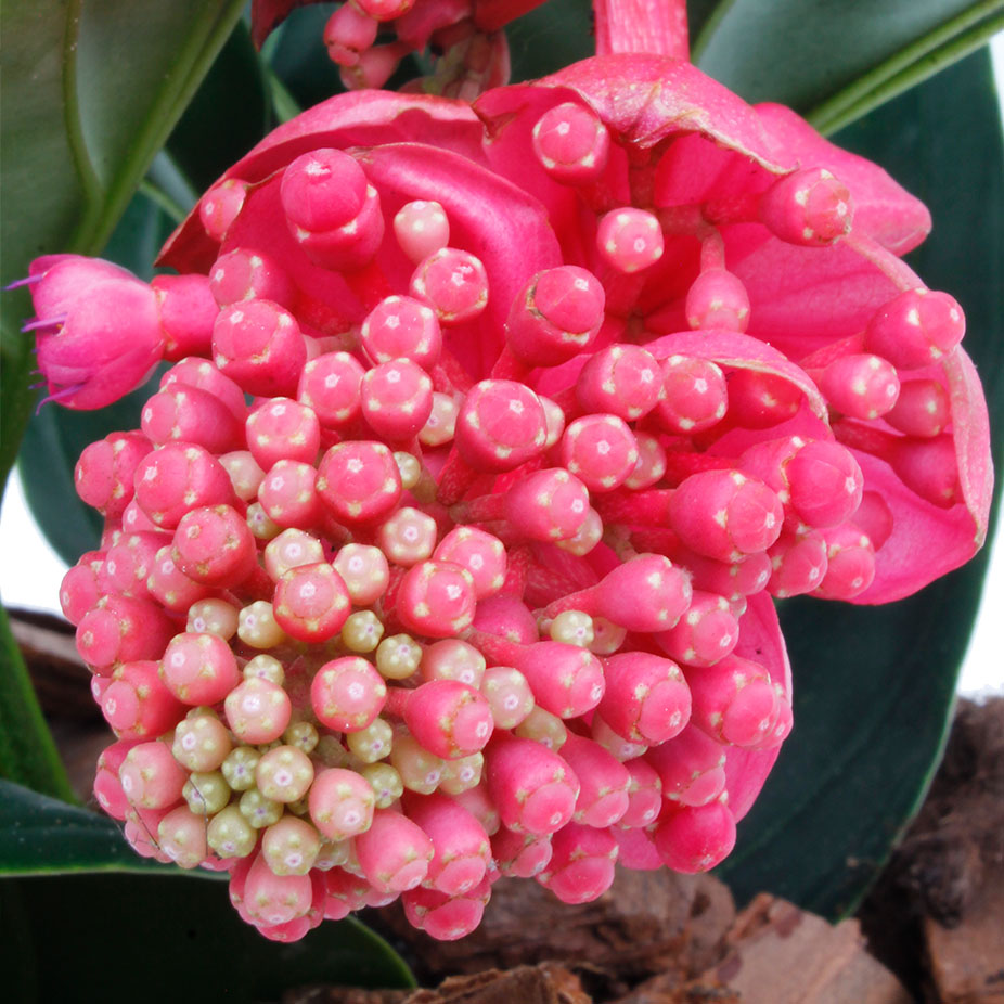 Medinilla verzorging tips & informatie