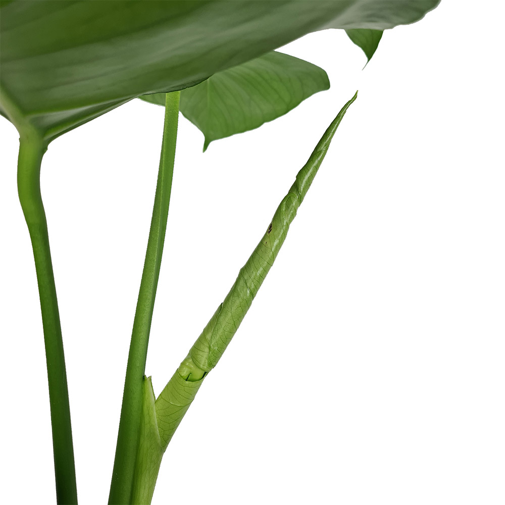 Monstera licht en warmte Monstera licht en warmte