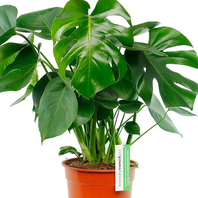 Bloeit de Monstera Bloeit de Monstera